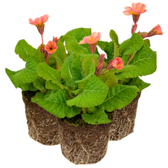 Polyanthus Stella Champagne | 3 or 6 1L Pots