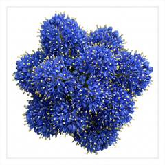 1 Ceanothus Concha, 7.5 Litre Californian Lilac, Blue Flowering Evergreen Shrub, Root-Ball