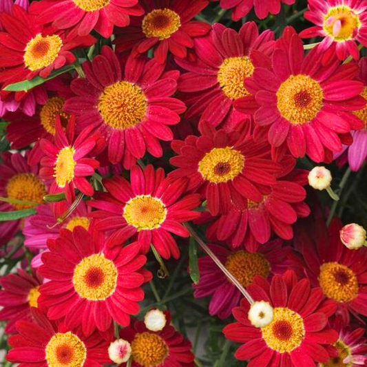 Argyranthemum Madeira Red | 3 or 6 1L Pots
