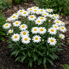 Set of 3 or 6 Leucanthemum Madonna White Shasta Daisy Plants, Hardy Perennial, 11cm or 1L Root Ball