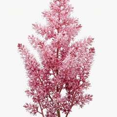 1 Tiarella Pink Skyrocket Plant, Hardy Foam Flower Perennial for Shade Gardens, 2 Litre Root-Ball