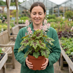 1 Tiarella Sugar and Spice Foam Flower, Hardy Shade Perennial Plant, 2 Litre Root-Ball