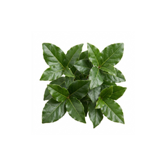 1 Viburnum Tinus Gwenllian Plant, Evergreen Flowering Hardy Garden Shrub, 19cm/3L Root Ball