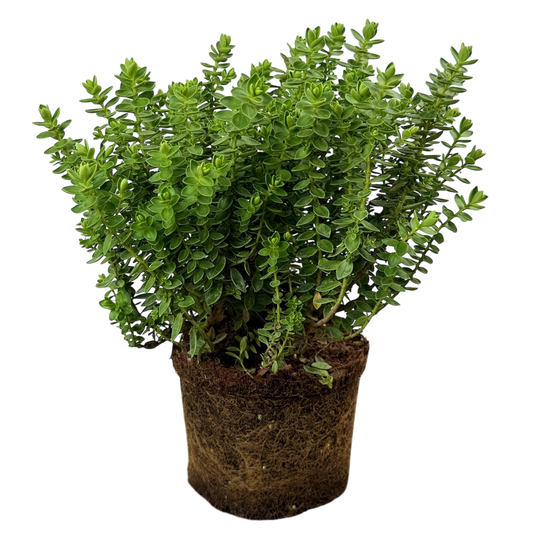 Hebe Little Leaves Green | 2L Pots