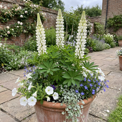 3 Large Plants - Lupin Legendary White, Ready to Plant in Your Garden, Peat Free