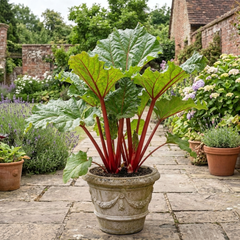 1 Rhubarb Timperley Early Plant, Hardy Perennial Fruit for Garden, Grow Your Own, 2Ltr Root Ball