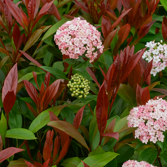 Viburnum Lisarose | 3L Pots