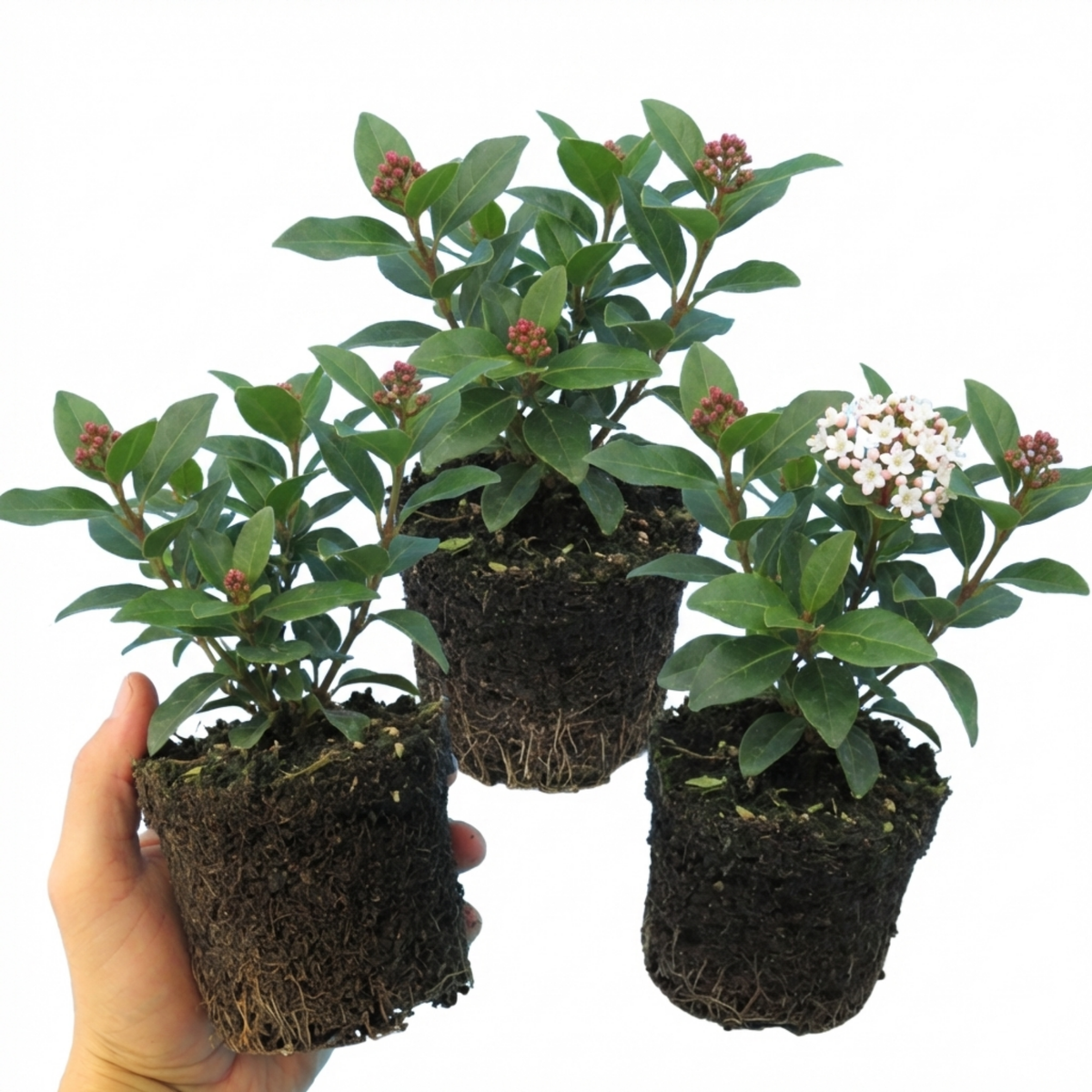 Viburnum Tinus Evergreen Privacy Hedge Plants, Hardy Winter Flowering Garden Shrub, Outdoor Garden Ready, 1 Litre Root-Ball