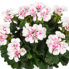 Pelargonium Toscana Dolce Vita Stella, Ready to Plant in Garden