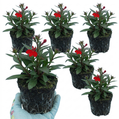 Lobelia Starship Scarlet Upright Hardy Perennial Plants, Summer Bedding, Garden Ready, 1 Litre Root Ball
