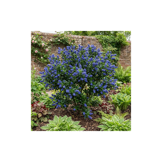 Ceanothus Victoria Plant, Hardy Evergreen Blue Flowering Shrub, Outdoor Garden Ready, Litre Root-Ball