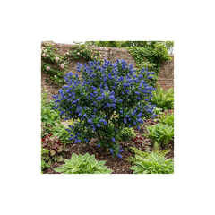 Ceanothus Victoria Plant, Hardy Evergreen Blue Flowering Shrub, Outdoor Garden Ready, Litre Root-Ball