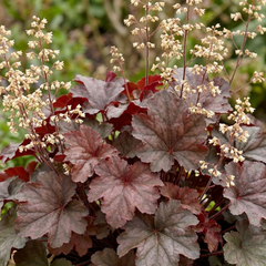 Set of 3 or 6 Heuchera Palace Purple Coral Bells Plants, Hardy Evergreen Perennial, Shade Tolerant Garden Plants, Outdoor Garden Ready, 1 Litre Root-Ball