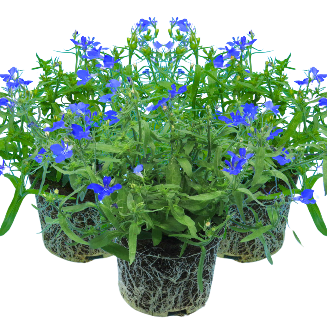 Lobelia Springs Dark Blue | 3 or 6 1L Pots