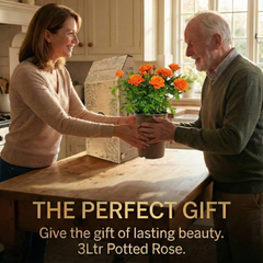 Rose Bush Orange | 3L Pot