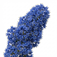 Ceanothus Thyrsiflorus Zanzibar California Lilac Plant, Hardy Evergreen Blue Flowering Shrub, 3L Root-Ball