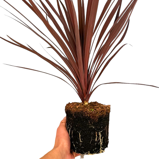 Cordyline Red Star, Ready to Plant in Your Garden, 2L Rootball