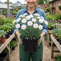 1 Fragrant Cottage Pink Dianthus Memories, Hardy Perennial Summer Flowering Garden Plant, 5L Root Ball