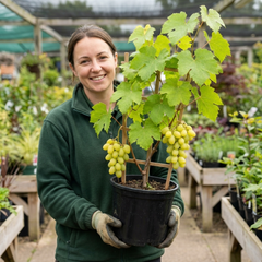 1 Large Plant - Grape Vitis Victoria White, Outdoor Garden Ready, 3L Pot
