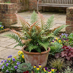 Japanese Shield Fern Dryopteris Erythrosora Prolifica, Hardy Shade Perennial Plants, 1 Litre Root Ball