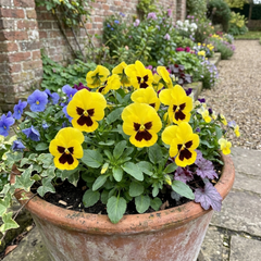 Set of 3 or 6 Pansy Cats Plus Yellow Plants, Hardy Garden Ready Spring & Autumn Bedding Flowers, 1 Litre Root Ball