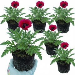 Papaver Orientale Beauty of Livermere Plants, Hardy Perennial Oriental Poppy, Outdoor Garden Ready, 1 Litre Root-Ball