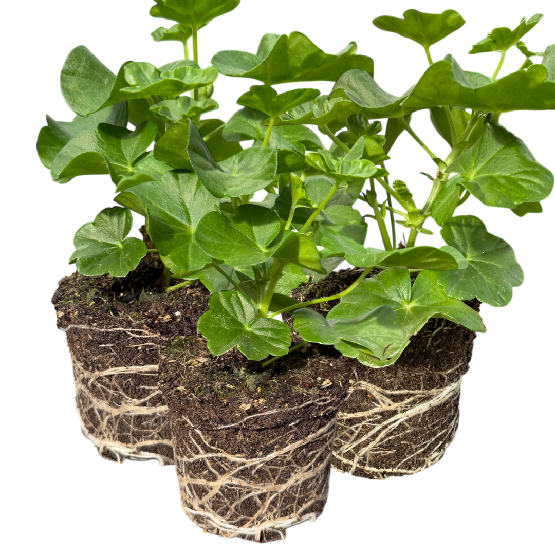 Geranium Tornado Red | 3 or 6 1L Pots