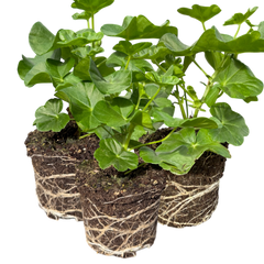 Geranium Tornado Red | 3 or 6 1L Pots