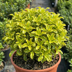 Pittosporum Tenuifolium Golden Ball, Hardy Evergreen Shrub for Garden, Litre Root Ball