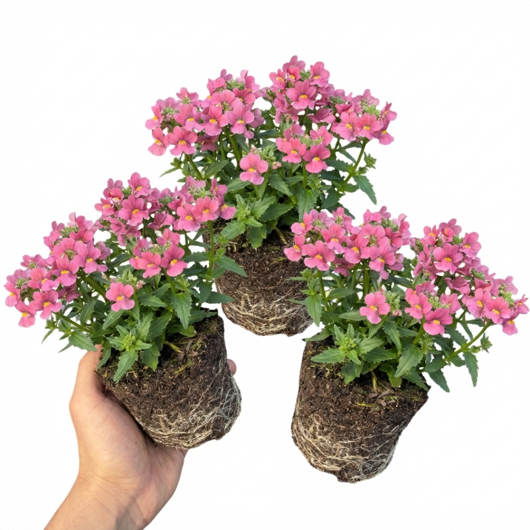 Nemesia Nuvo Rose, Ready to Plant in Your Garden