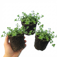 Set of 3 or 6 Veronica Repens Creeping Speedwell Plants, Hardy Flowering Perennial Ground Cover, Outdoor Garden Ready, 1 Litre / 11cm Root-Ball