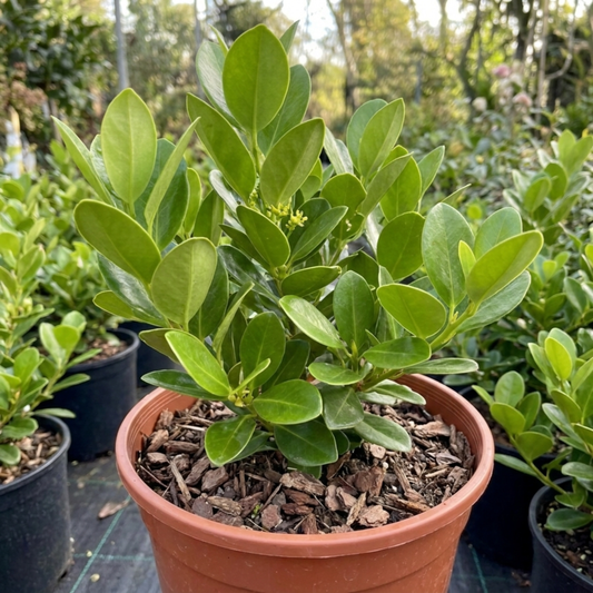 1 Large Hedge Plant - Griselinia Littoralis, Outdoor Garden Ready, 2L Pot