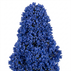 Ceanothus Puget Blue Plant | California Lilac Hardy Evergreen Blue Flowering Shrub, 3L Root-Ball