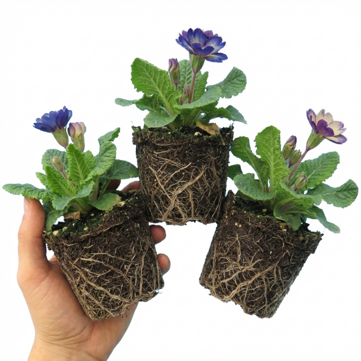 Primrose Chameleon Blue Hardy Perennial Plants, Colour Changing Spring Flowers, Outdoor Garden Ready, 1 Litre Root-Ball