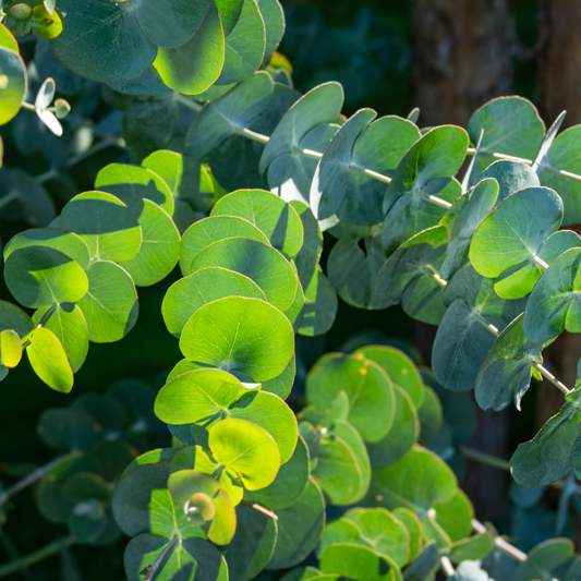 Eucalyptus Gunnii | 3L Pot