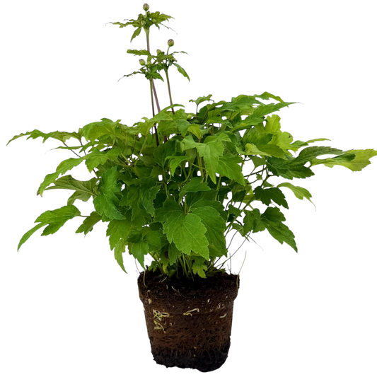 Anemone Fantasy Ariel | 2L Pot