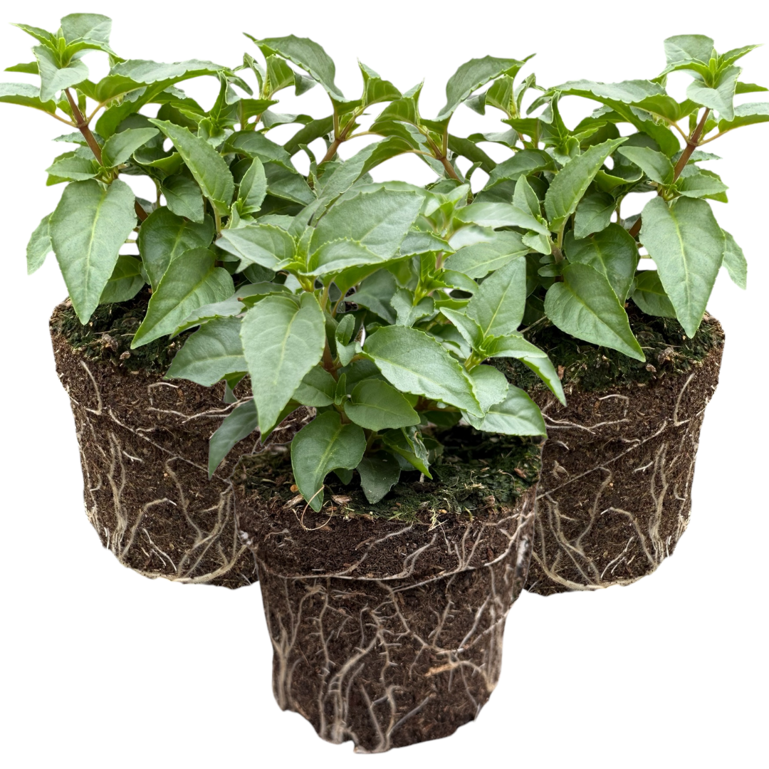 Fuchsia Bella Nikita | 3 or 6 1L Pots