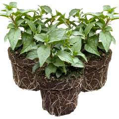 Fuchsia Bella Nikita | 3 or 6 1L Pots