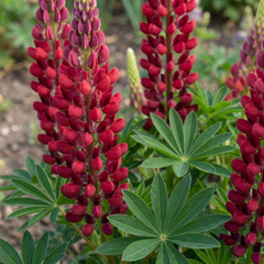 Lupin Legendary Red Hardy Perennial Plants, Summer Flowering, Bee Friendly Lupins, Outdoor Garden Ready, 1 Litre Root-Ball