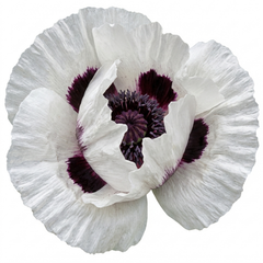 Papaver Orientale Royal Wedding Poppy Plants, Garden Ready Hardy Perennial, 1 Litre Root Ball