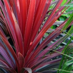 Cupressus Wilma, Cordyline Red Star & Hebe Varigata Mix | 3 or 6 1L Pots