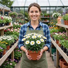 Set of 3 or 6 Leucanthemum Madonna White Shasta Daisy Plants, Hardy Perennial, 11cm or 1L Root Ball