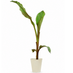 Banana Tree 3L (100–120 cm Tall) in Nursery Pot