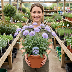 Scabious Butterfly Blue Hardy Perennial Plant, Bee Friendly Pincushion Flower, 2L Root Ball