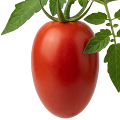 Set of 3 or 6 Large Plants - Tomato Nagina Variety, Ready to Plant in Your Garden