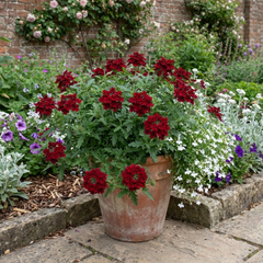 Verbena Trailing Deep Red Plants, Summer Flowering Bedding, Hanging Basket & Outdoor Garden Ready, 10.5cm Root Ball