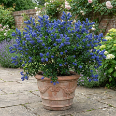 Ceanothus Skylark Plant, Hardy Blue Flowering Evergreen Shrub, California Lilac, Litre Root-Ball
