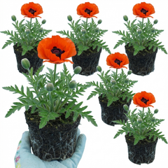 Papaver Orientale Brilliant Red Poppy Plants, Hardy Perennial, Outdoor Garden Ready, 1 Litre Root-Ball