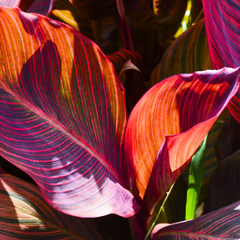 Verdant Living Canna Tropicanna Live Plant in 3L Pot. Tropical Canna Lily with Multicoloured Foliage & Summer Flowers. Well Established Plant. Suitable for Patios, Borders, Containers & Garden Beds