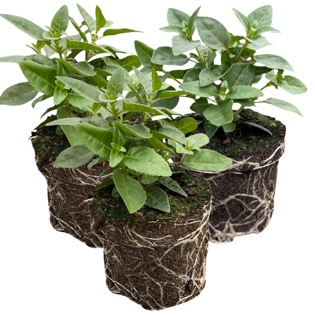 Fuchsia Bella Susanna | 3 or 6 1L Pots